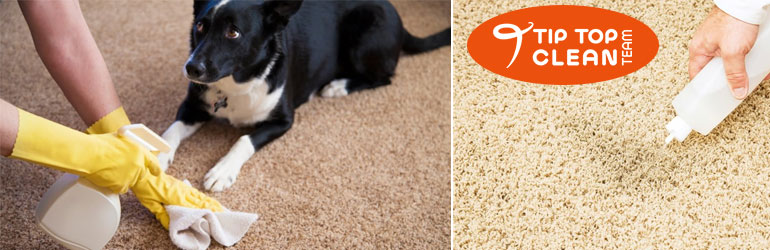 Remove Urine Stain Removal From Carpet
